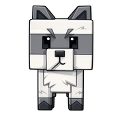 Raccoon